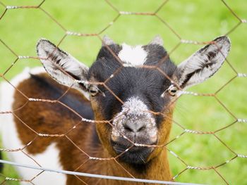 Close-up portrait of goat