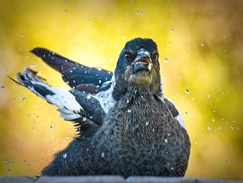 Close-up of duck swimming in lake