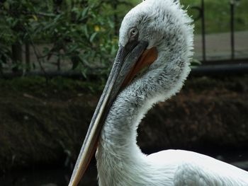 pelican