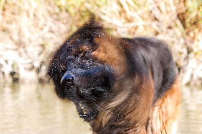 Close-up of dog