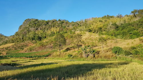 Trees on field against clear blue sky