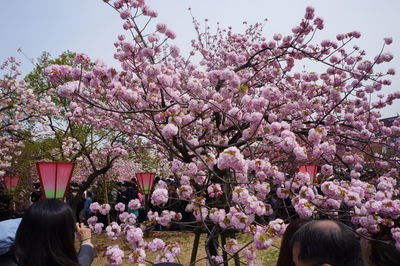 Rear view of pink cherry blossom tree