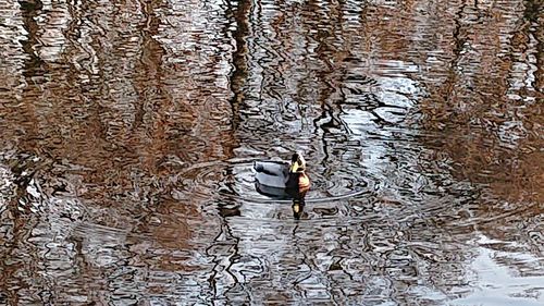 High angle view of bird swimming in lake