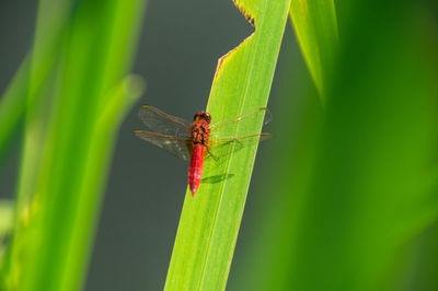 Close-up of insect on grass