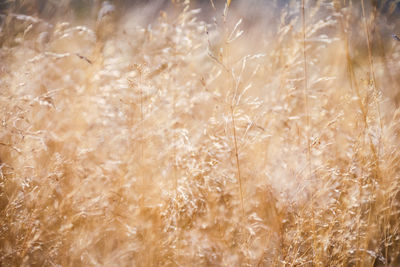 Close-up of stalks in field