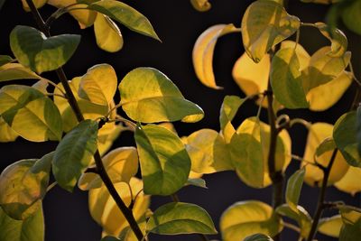 Close-up of leaves