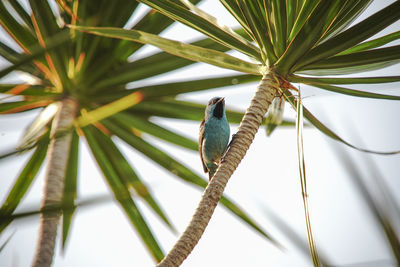 Low angle view of bird perching on palm tree