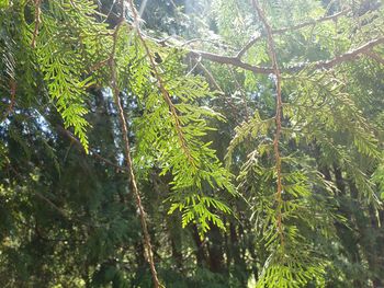 Low angle view of bamboo trees in forest