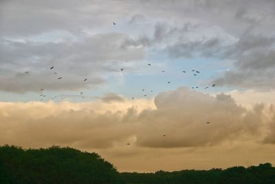 Low angle view of silhouette birds flying in sky