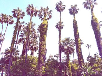 Low angle view of trees against clear sky