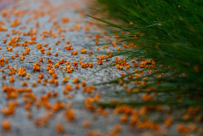 Close-up of autumn leaves on rock