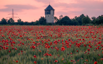 Red poppies blooming during sunset