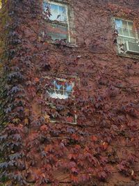 Full frame shot of abandoned ivy