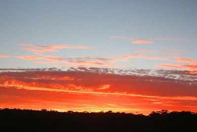 Silhouette of trees at sunset