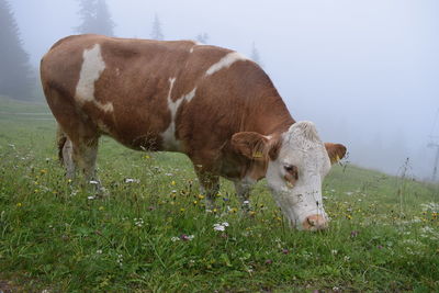 Cow standing on field