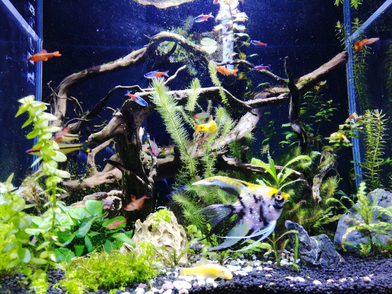 CLOSE-UP OF FISH SWIMMING IN AQUARIUM AT PARK