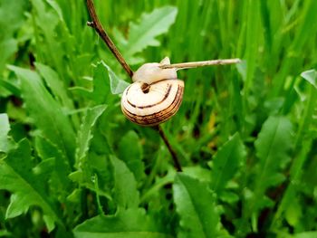 Close-up of snail on plant