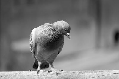 Close-up of bird perching on wood