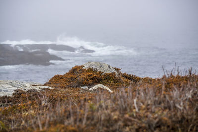 Close-up of grass on rock by sea