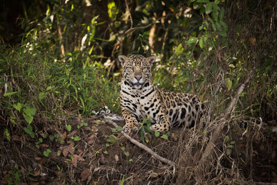 Portrait of tiger in forest