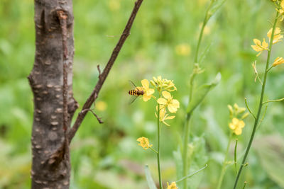 Close-up of housefly on flowering plant