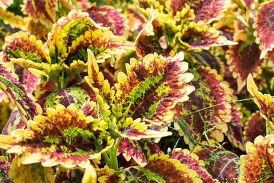 Close-up of flowering plant