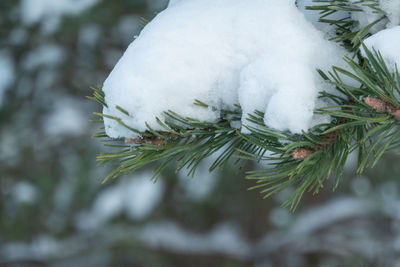 Close-up of snow on pine tree during winter