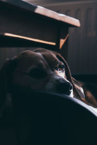 Close-up of dog looking away