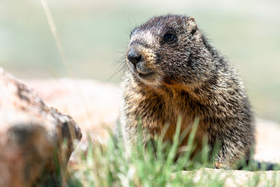 Marmot low-angle close-up