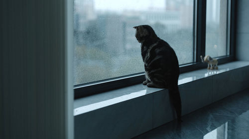 Rear view of man standing by window