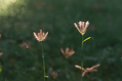 Close-up of flowering plant on field