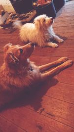 High angle view of dog lying down on floor