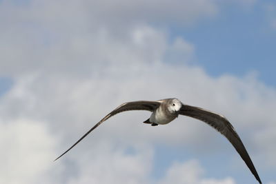 Low angle view of seagull flying