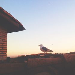 Seagull flying against clear sky