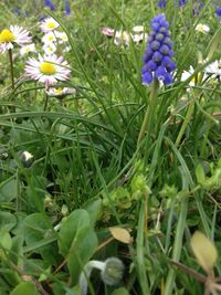 Close-up of purple flowers blooming in field