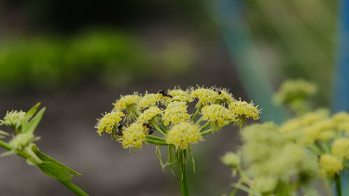 Close-up of yellow flowering plant