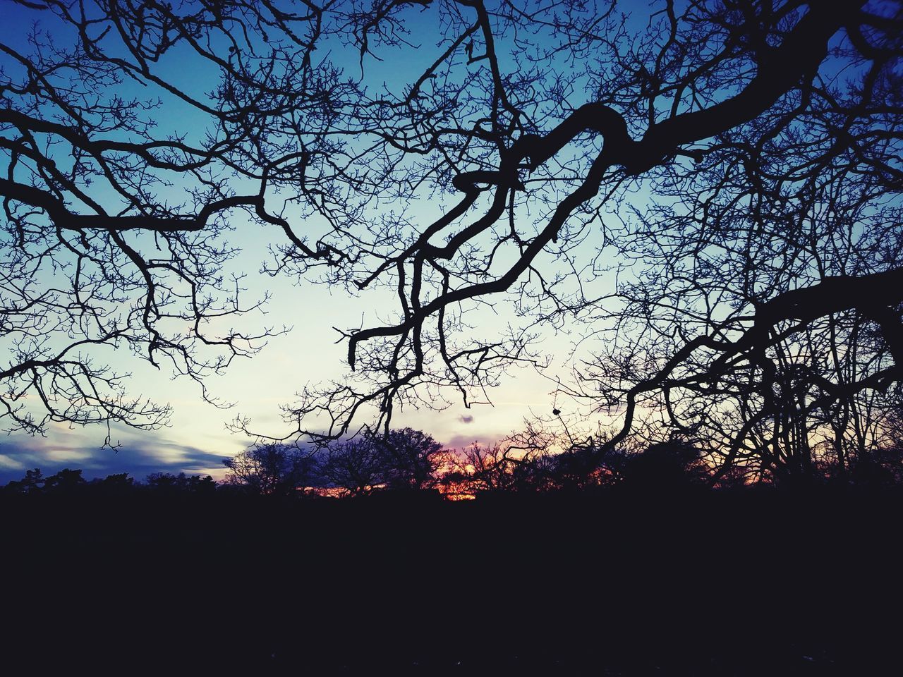 SILHOUETTE OF BARE TREE AGAINST SKY DURING SUNSET