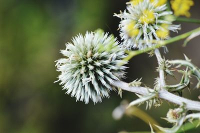 Close-up of white flowers