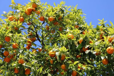 Low angle view of fruits growing on tree