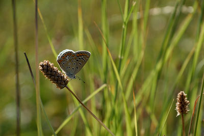 Close-up of butterfly on grass