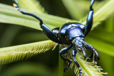 Close-up of insect on plant