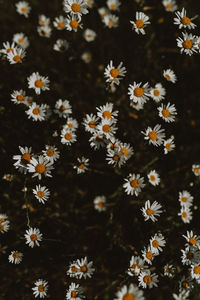 High angle view of white flowering plants