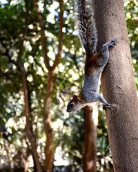 Low angle view of birds perching on tree trunk