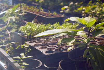 High angle view of potted plants