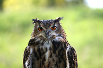 Close-up of brown owl looking at camera