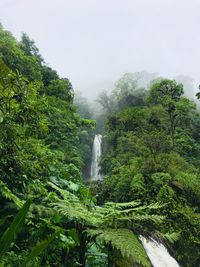 Scenic view of waterfall in forest against sky