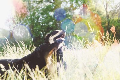 Close-up of dog in park