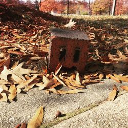 Close-up of autumn leaves