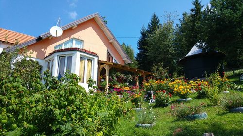 View of flowering plants in garden