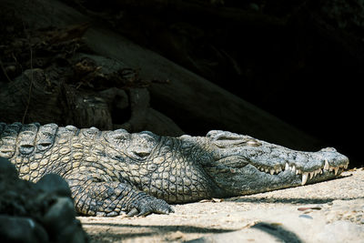 Close-up of a crocodile smile